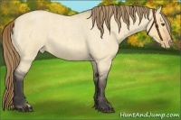 Horse Color:Buckskin Roan Dun Varnish 