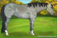 Horse Color:Grullo Ice 