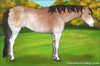 Horse Color:White Spotted Bay 