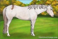 Horse Color:Chestnut Sabino Varnish 