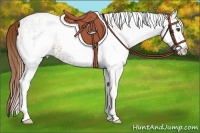 Horse Color:White Spotted Chestnut 