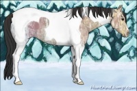 Horse Color:Bay Ice Tobiano
