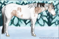 Horse Color:Bay Ice Splash Tobiano 