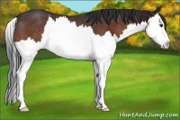 Horse Color:Bay Splash Rabicano 