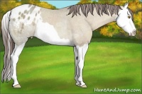 Horse Color:Amber Champagne Ice Splash Appaloosa 