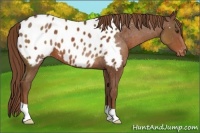 Horse Color:Chestnut Appaloosa 