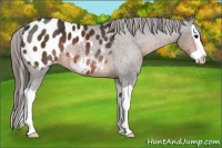 Horse Color:Brown Splash Appaloosa