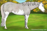 Horse Color:Silver Black Sabino Splash Appaloosa 