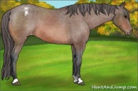 Horse Color:Bay Appaloosa Rabicano