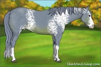 Horse Color:Watercolor White Spotted Brown Splash 