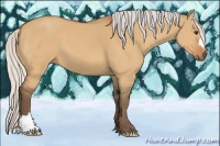 Horse Color:Silver Bay Dun 