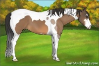 Horse Color:Buckskin Sabino Tobiano