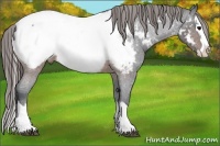 Horse Color:Brown Roan Splash Appaloosa