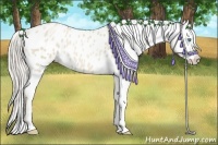 Horse Color:Palomino Pearl Dun Sabino Appaloosa 
