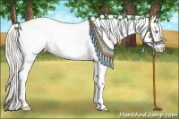 Horse Color:Palomino Pearl Sabino Appaloosa Rabicano 