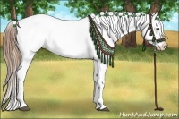 Horse Color:Chestnut Appaloosa 