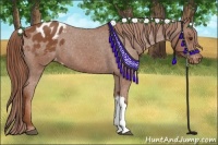Horse Color:Chestnut Appaloosa 