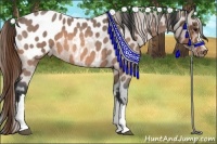 Horse Color:Buckskin Roan Appaloosa 