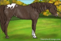 Horse Color:Liver Chestnut Appaloosa Rabicano 