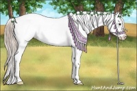 Horse Color:Palomino Appaloosa Rabicano 