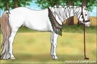 Horse Color:Buckskin Dun Appaloosa Rabicano 