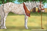Horse Color:Palomino Appaloosa  and Palomino Appaloosa 