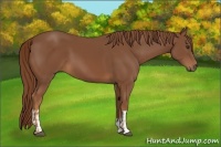 Horse Color:Chestnut  and Chestnut 