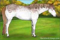 Horse Color:White Spotted Chestnut 