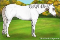 Horse Color:White Spotted Chocolate Palomino Frame