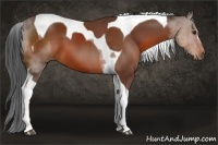 Horse Color:Bay Tobiano 
