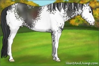 Horse Color:White Spotted Black