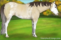 Horse Color:White Spotted Classic Champagne Dun Splash Rabicano
