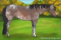 Horse Color:Bay Ice Rabicano