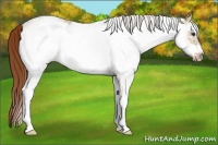 Horse Color:White Spotted Chestnut Ice Frame 