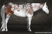 Horse Color:Bay Ice Splash 