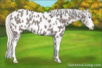 Horse Color:Silver Blue Roan Splash Appaloosa