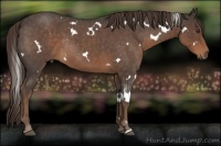 Horse Color:White Spotted Liver Red Roan Rabicano