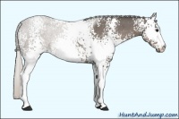 Horse Color:White Spotted Silver Blue Roan Rabicano
