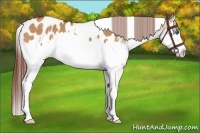 Horse Color:White Spotted Bay Dun Splash Appaloosa 