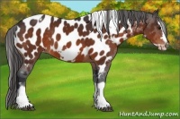 Horse Color:White Spotted Bay Splash Frame Appaloosa Rabicano