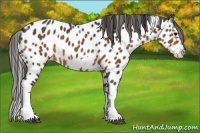 Horse Color:White Spotted Brown Splash Frame Appaloosa Rabicano