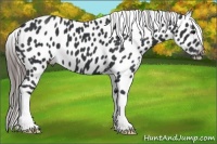 Horse Color:Black Appaloosa 