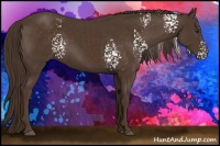 Horse Color:White Spotted Liver Chestnut 