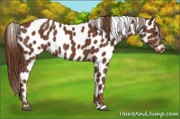 Horse Color:Chestnut Appaloosa