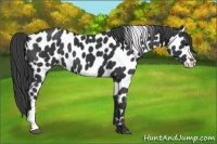 Horse Color:Black Appaloosa