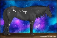 Horse Color:White Spotted Black Rabicano 