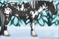 Horse Color:White Spotted Black 