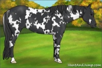 Horse Color:White Spotted Black