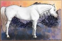 Horse Color:Chestnut Blanket 