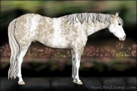 Horse Color:White Spotted Silver Grullo 